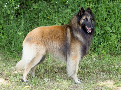 Belgian Shepherd Dog (Tervueren) standing