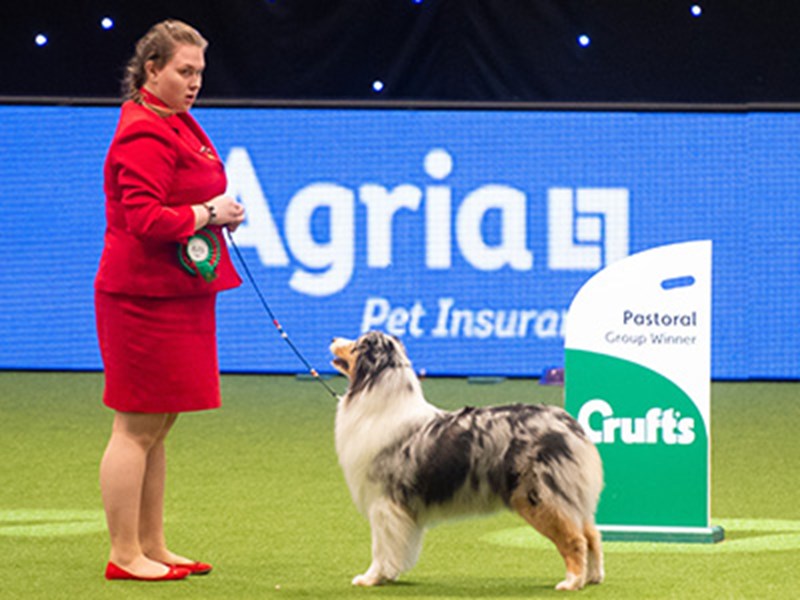 A woman in a red jacket showing her dog at Crufts