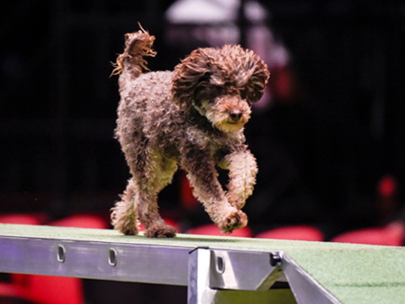 Dog performing in agility
