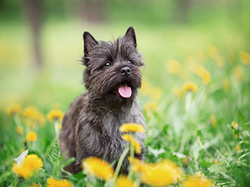 Cairn Terrier in flowers