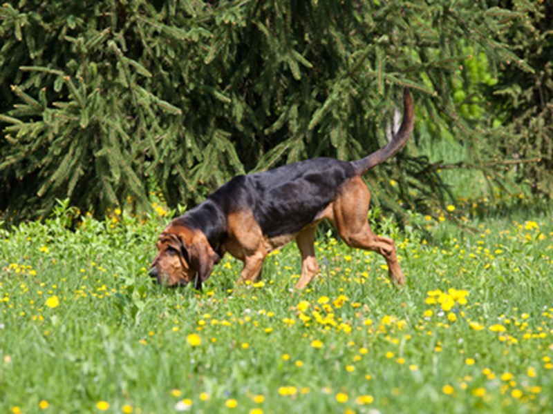 Bloodhound sniffing grass