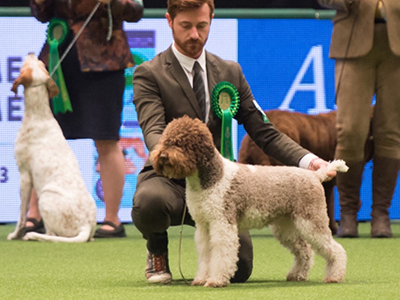 A Lagotto Romagnolo being shown at Crufts