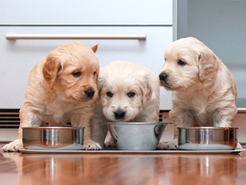 Puppies eating out of bowl