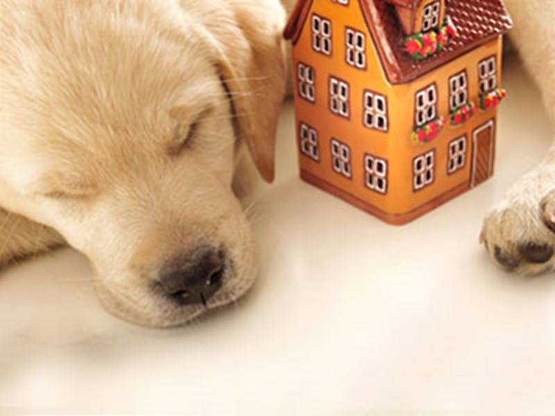 Labrador asleep with a small house sat beside them