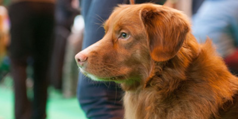 Nova Scotia at a dog show